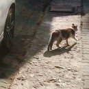 신한동물병원 | [대구 동물병원] 고양이 건강검진, 과잉진료 없는 침산동 신한동물병원