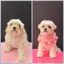 시루 반려견 미용 이미지