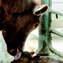 수산한우농장 이미지