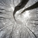 나무에서 이미지