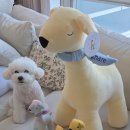 내가 품은 Dog | [공지] 소노펫클럽앤리조트 비발디파크, 반려견&amp;소냐르와 함께한 ‘골드 펫 클럽 파크뷰’ 숙박기