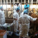 안동한우 이미지