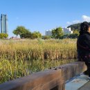 갈대정원 이미지