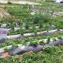 경운농장 이미지