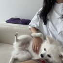 씻고가자,멍멍 이미지