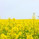 유채하우스 이미지