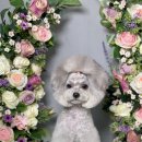 지혜롭개 이미지