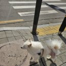 (주)메디링크 | 노령견 관절 대퇴골 수술 후 메디퍼피 액티브 M 노견영양제 추천