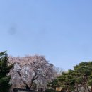 마트료시카 | 벚꽃보다 홍매화
