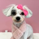 지애롭개 이미지