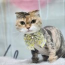 대구고양이미용 다녀온 후기 금액 - 수성구에서 찾아가길 잘한 듯♥