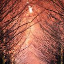 메타세콰이어길 이미지