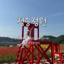 [청송] 드넓은 들판 붉은물결 가득 양귀비가 핀 산소카페 ‘청송정원’