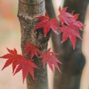 나무고아원A 이미지