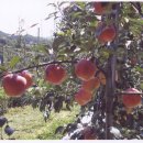 과수원 - 천안시 서북구 성정공원5로 51 | 과수원