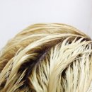 하이스파 이미지