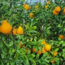 내혜홀농장 이미지