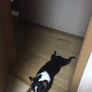 oh my dog(오마이독) 이미지