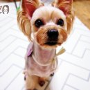 도토리펫샵 이미지