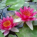 회산백련지 수상유리온실 이미지