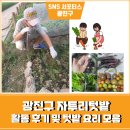 광진농장 | 광진구 중랑천 자투리 텃밭 활동 후기 및 활용 요리