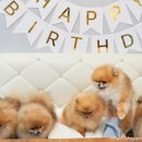 디오레 포메라니안 이미지