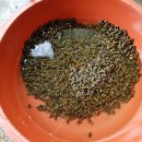 시골다슬기 이미지