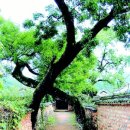 남사예담촌마을 이미지