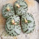 롤피