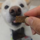 호키소프트 | 좋은 강아지 사료 추천! 이빨 약한 노견사료 와이즈테일 오븐베이크사료 솔직 후기 (빠른배송 소프트사료)