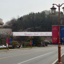 수원 벚꽃 명소 경희대학교 국제캠퍼스 벚꽃 실시간 개화현황 포토스팟 주차 후기