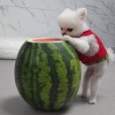 먹보 Daum카페
