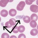 24시 청주이음동물의료센터 이미지