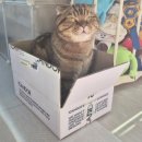 워크라인 | 강아지 산책용품 감성 기능 다 잡은 아이캔더 신상 에든버러 워크라인