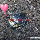 점박이 농장 이미지