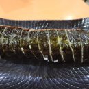 OK김밥나라
