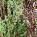 도화 민박 이미지