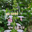 썸머쥬웰핑크 사루비아 이미지