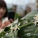 커피꽃 이미지