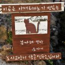 도시고양이생존연구소 이미지