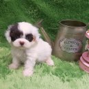 금천사료 이미지