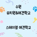 스테이영 애견학교 이미지