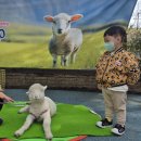 동물: 문조🦜 면양🐑 이미지