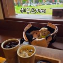오송애견 | [제천] 오송 애견동반 카페 위 우드 커피 내돈내산 찐 후기