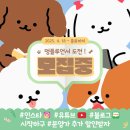 퍼피메이트 안심분양센터 동탄 강아지분양 이미지