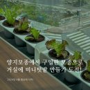 양지로105번길 | 용인 모종가게 양지모종에서 상추모종과 부추모종 구입 - 거실 미니텃밭 만들기