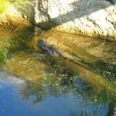 2011.7.18 Auckland Zoo - 키위새를 보다 이미지