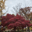 은행공원 이미지