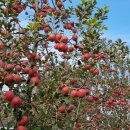 가을의 보약"Apple 사과 沙果"의 모든것 이미지