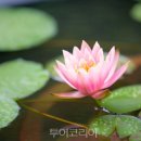 수련
